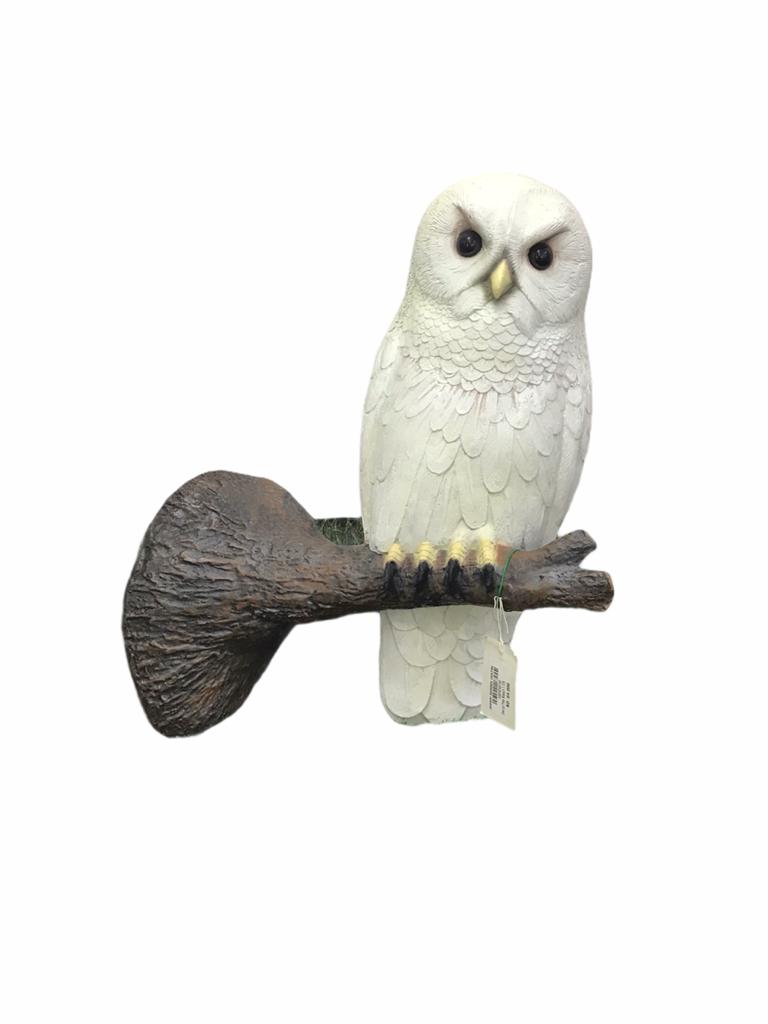 OWL-ON TREE BRANCH-2689