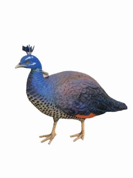 Peacock Female 2.59ft. long