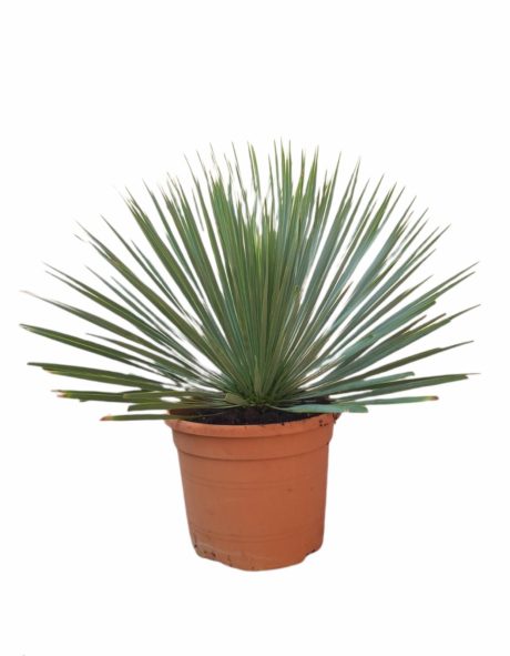 YUCCA ROSTRATA 70CM