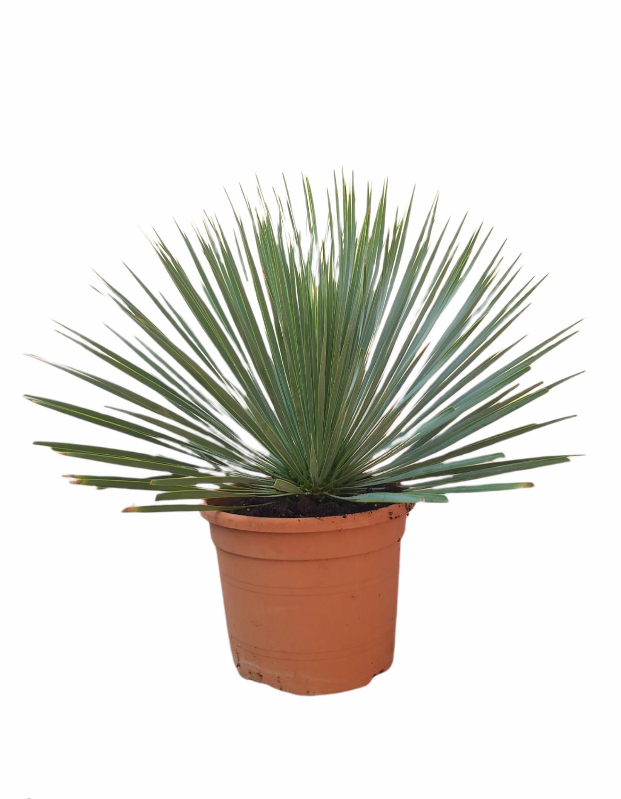 YUCCA ROSTRATA 65CM