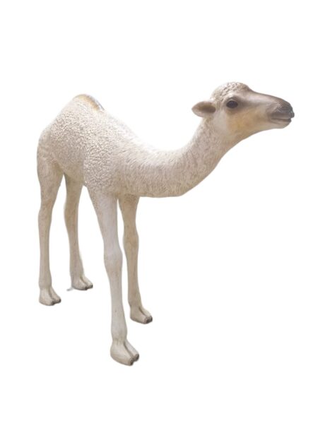 DROMEDARY CAMEL CALF H110 x L145cm
