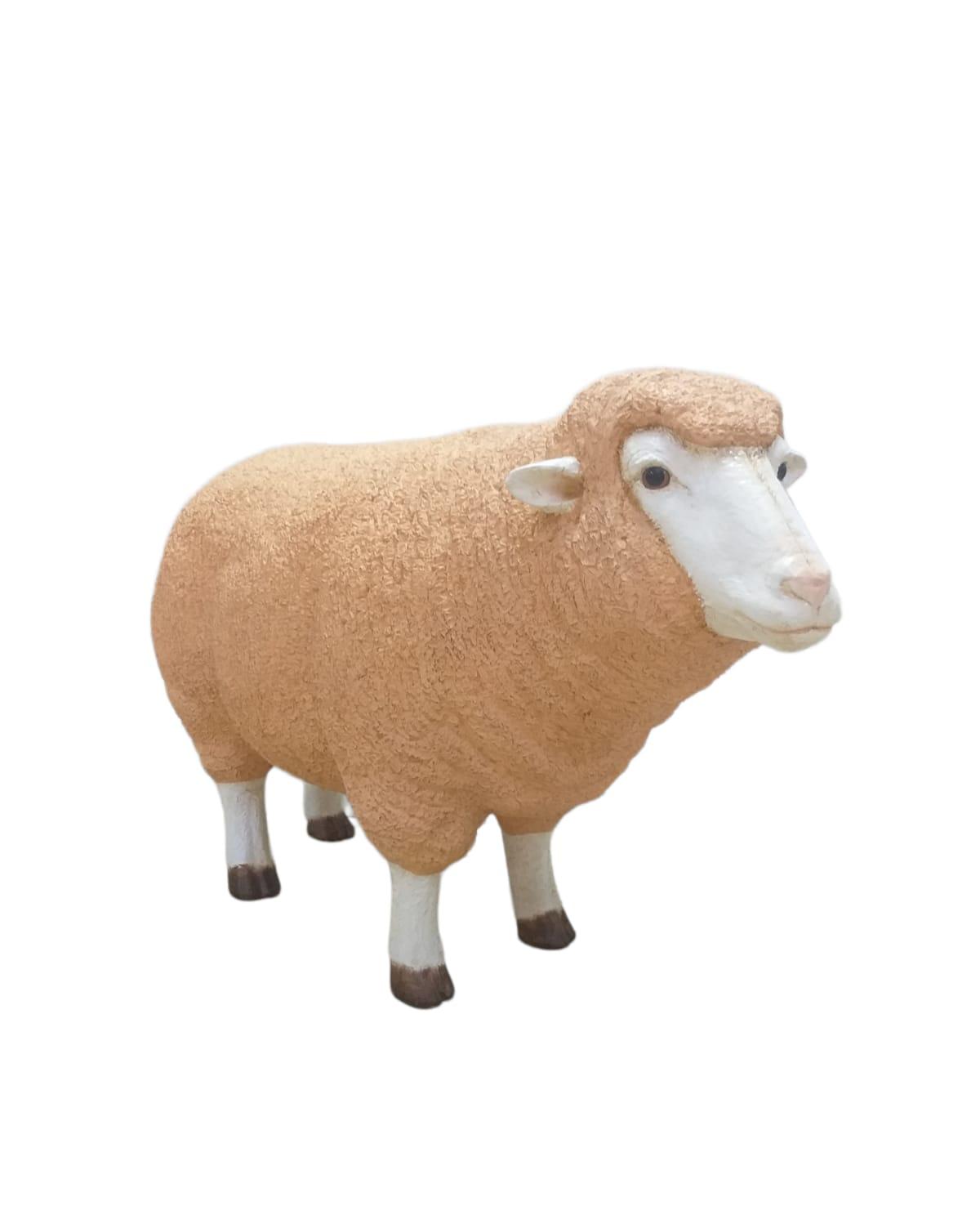 MERINO EWE HEAD UP