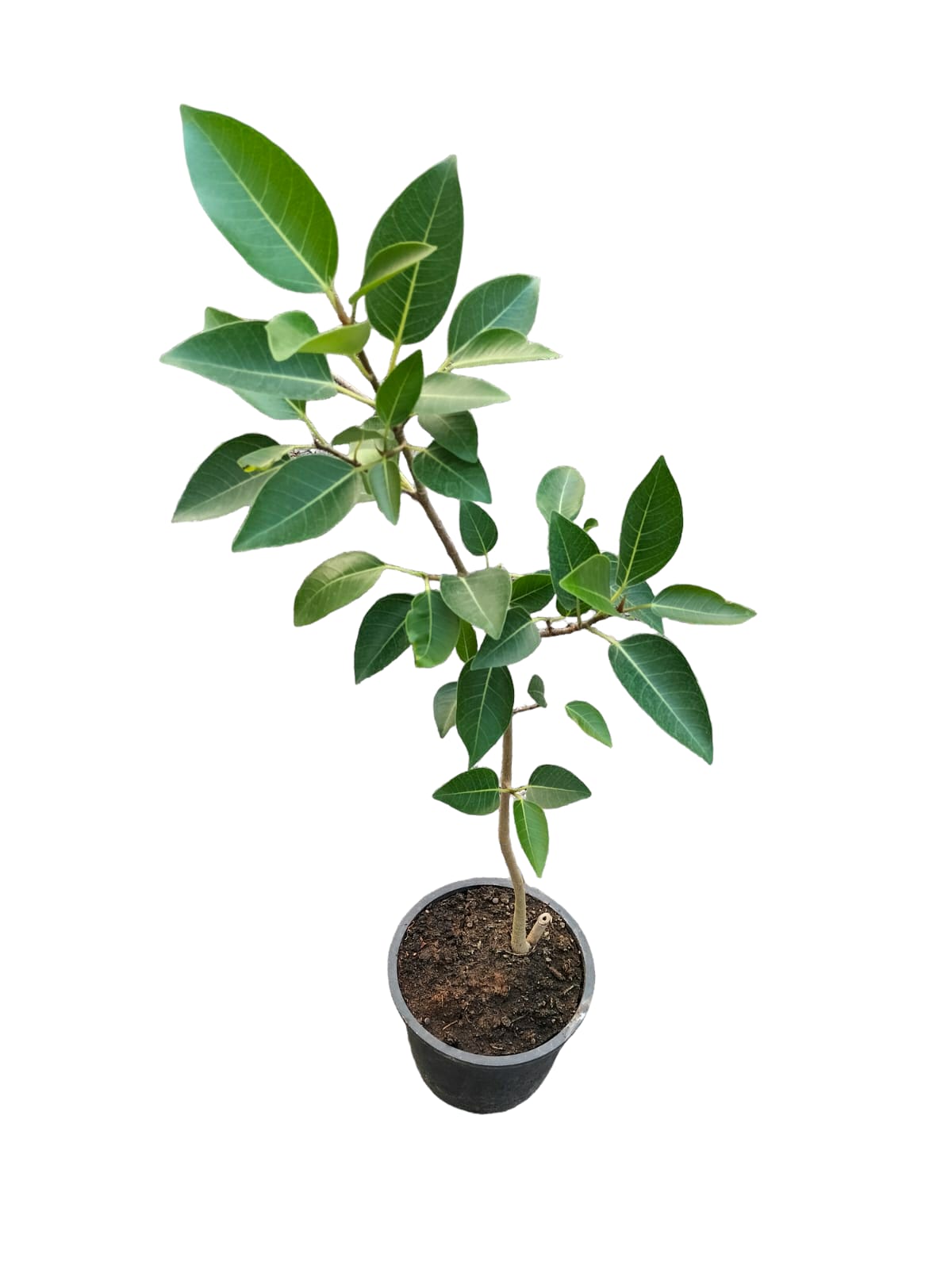 FICUS NITIDA