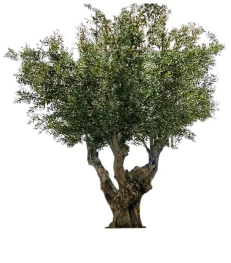 Artificial Olive Tree 4mtr