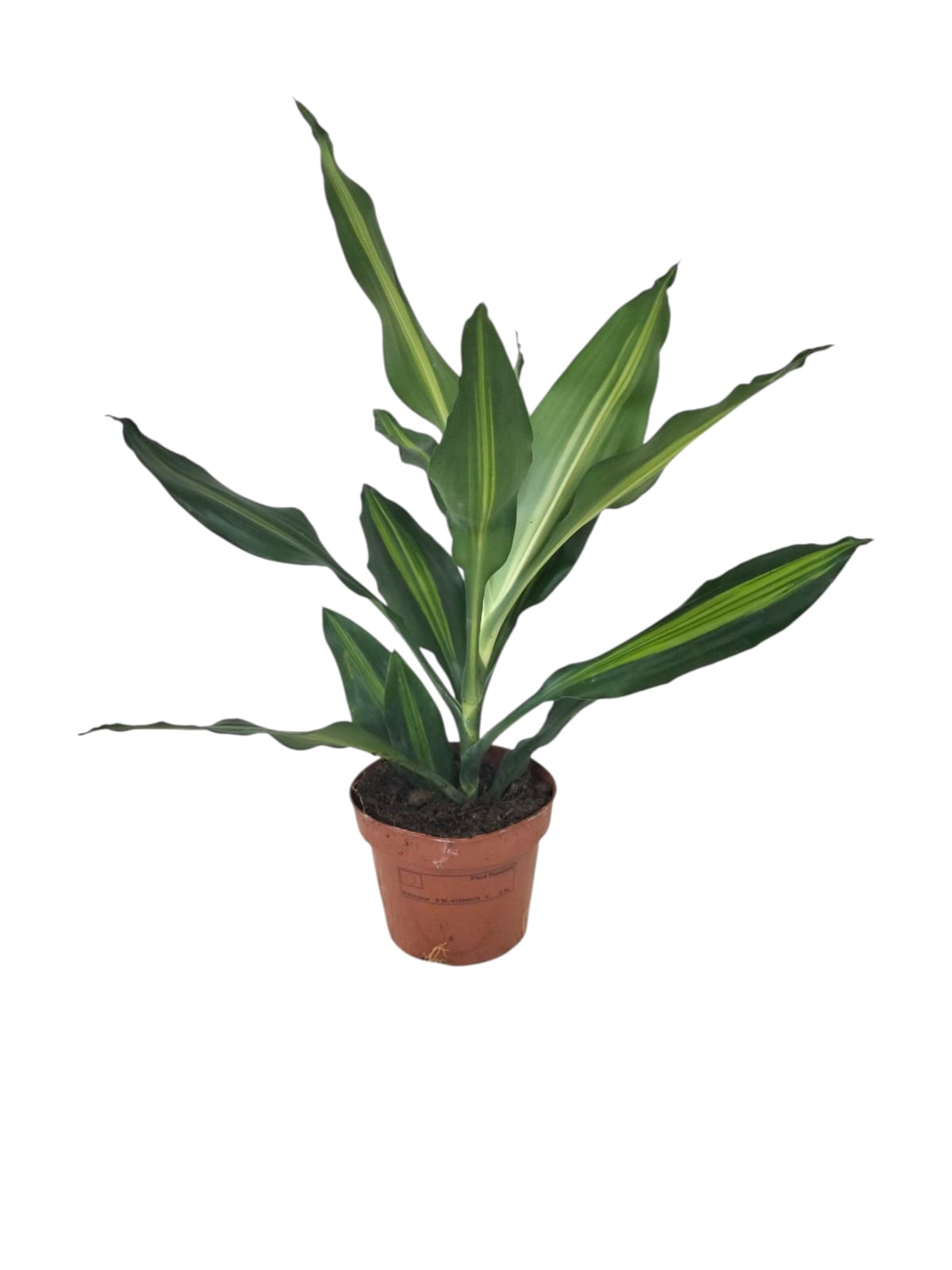 Dracaena Cintho 35cm (1)