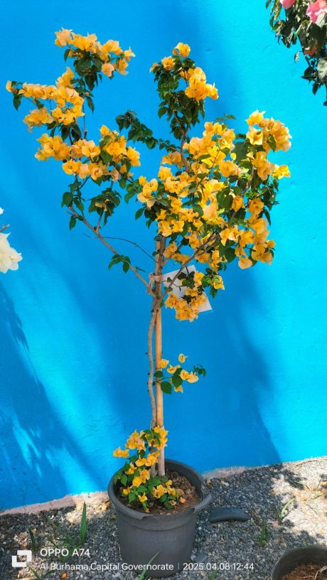 Bougainvillea White/Red/Orange 180cm-2mtr