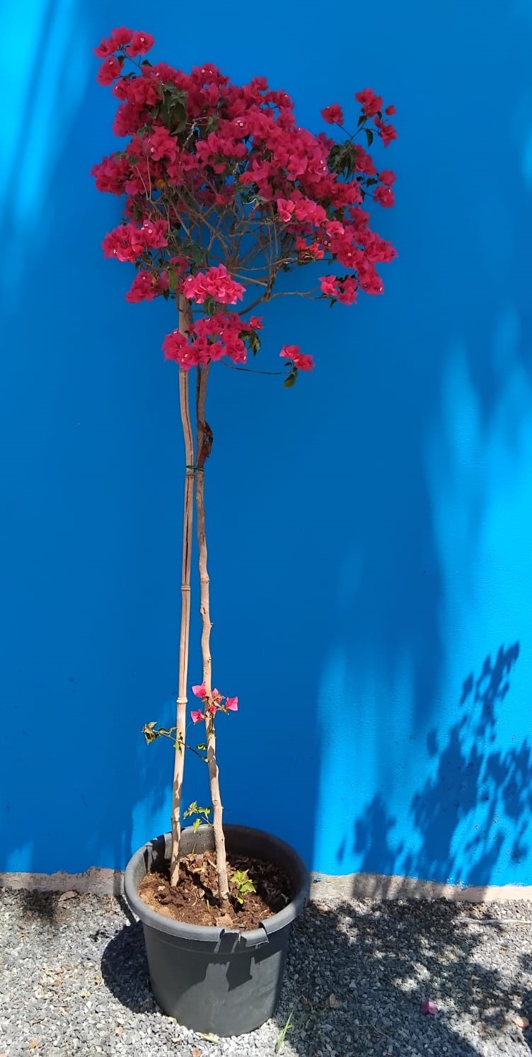 WhatsApp Image 2025-04-09 at 10.29.37 AM (1)