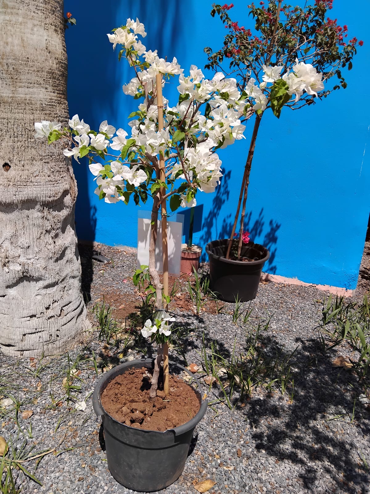 WhatsApp Image 2025-04-09 at 10.29.37 AM