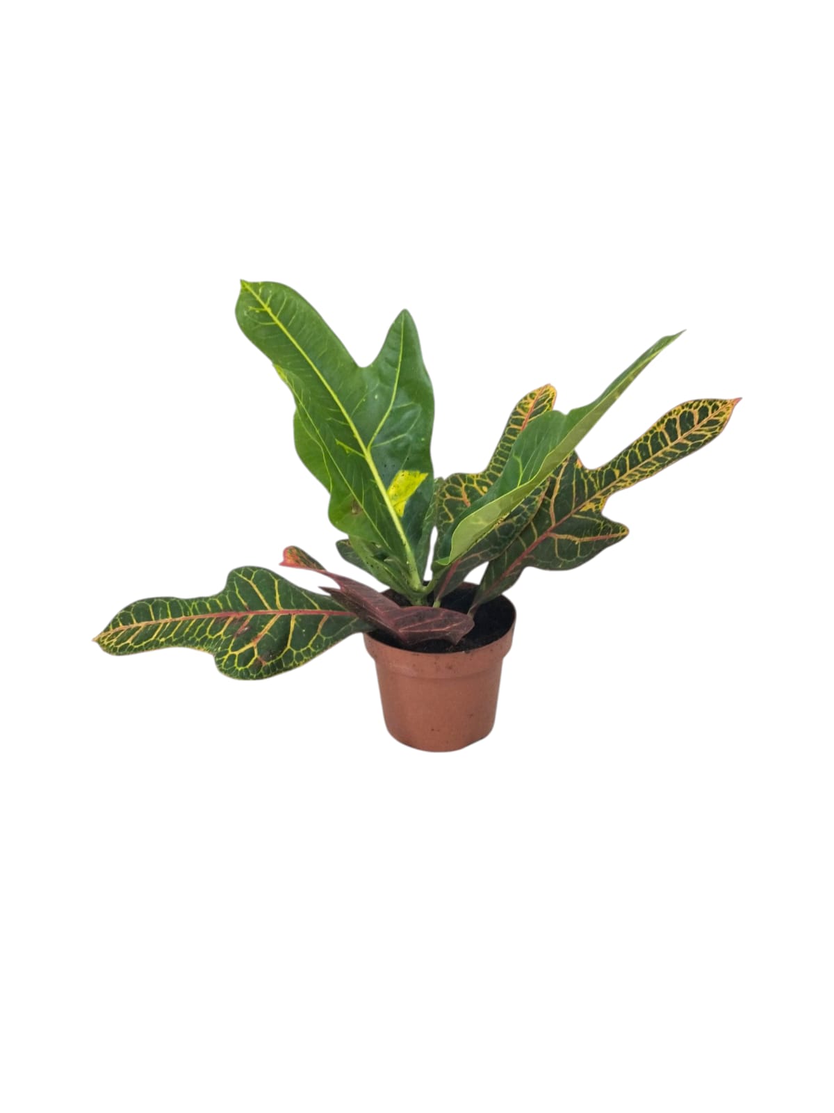 Codiaeum excellent variegated 35cm