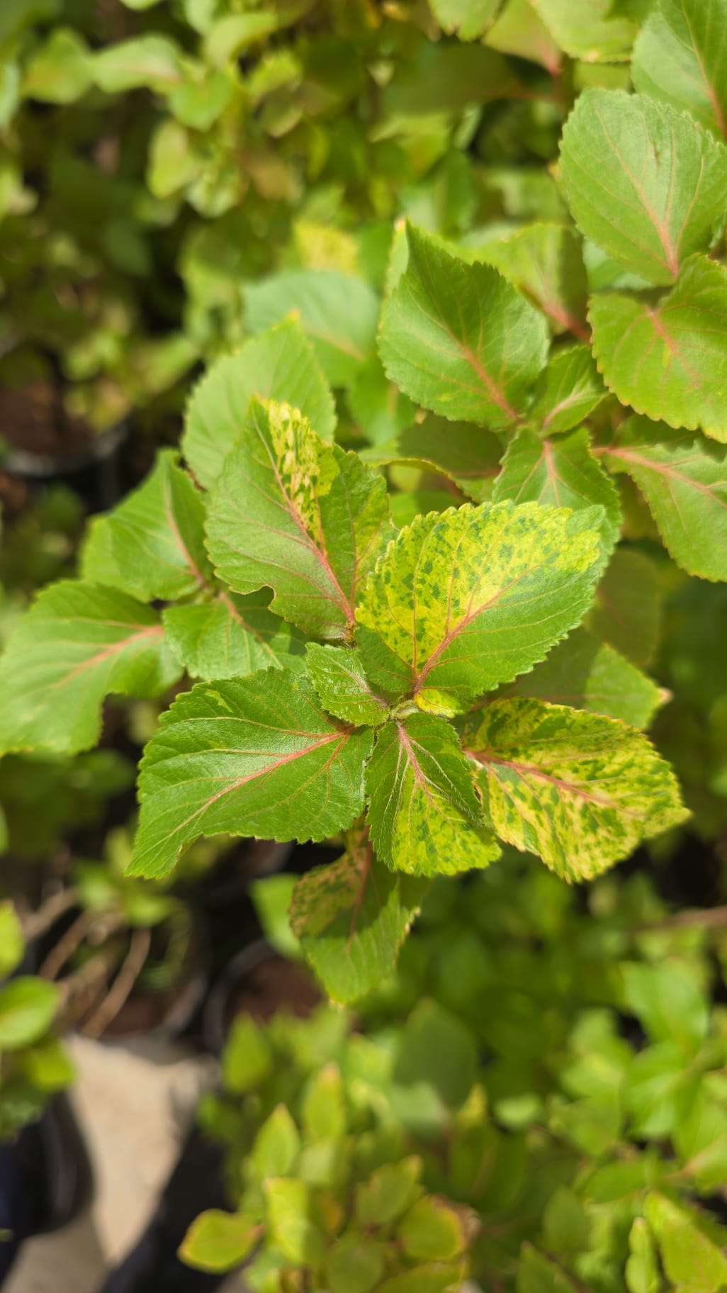 WhatsApp Image 2025-08-18 at 8.44.47 AM