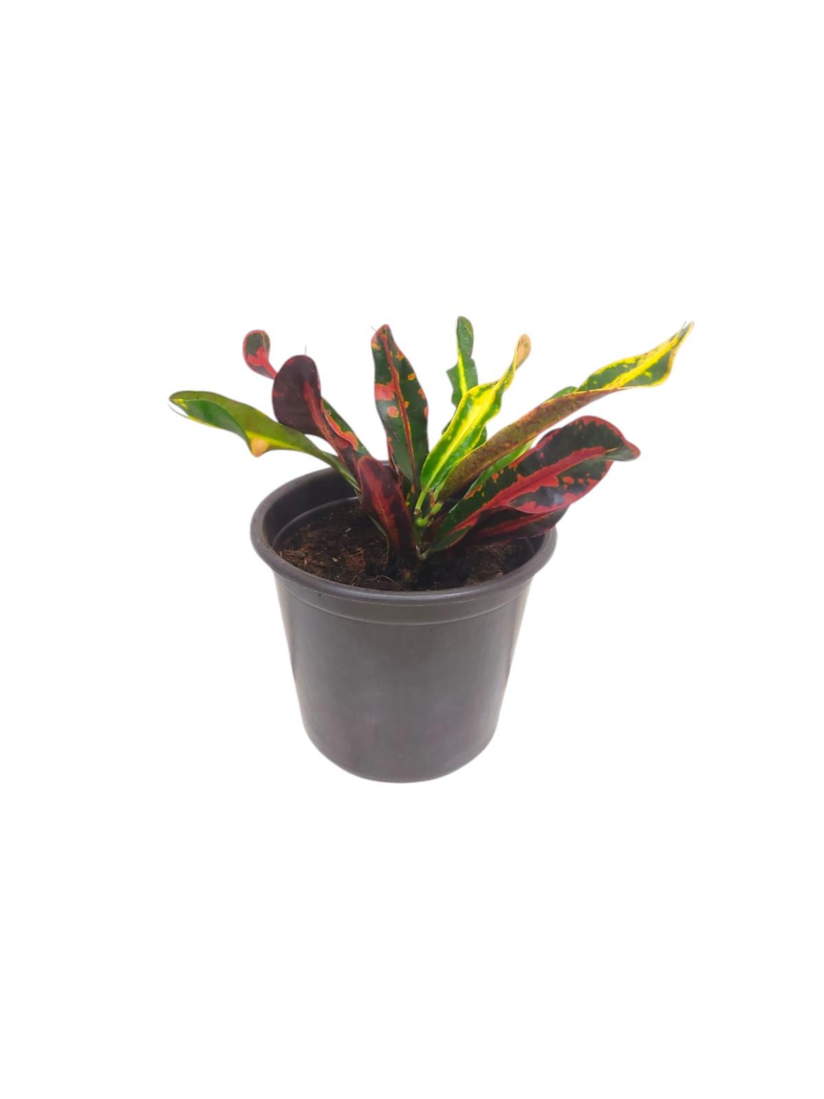 Codiaeum Mammi 25cm (10973)