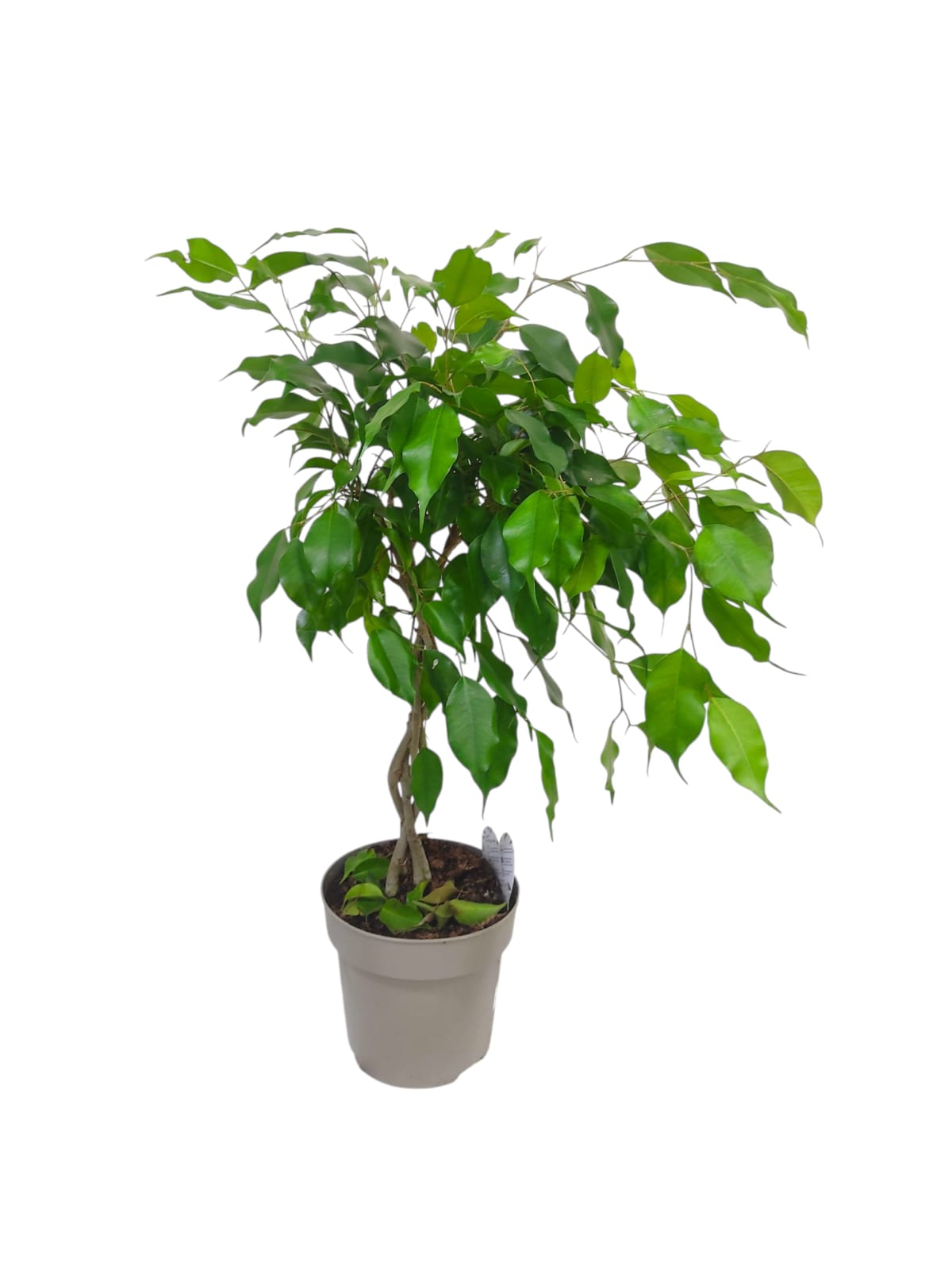 Ficus Benj. Bundy 60cm (12416)
