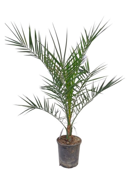 Phoenix Canariensis 120cm