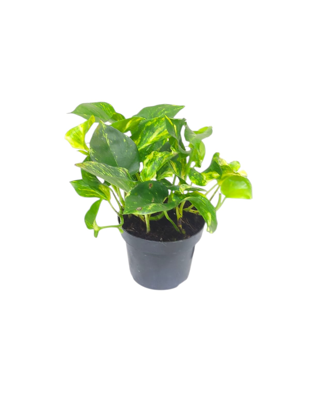 Scindapsus pinn Njoy Gold 25cm (2675)