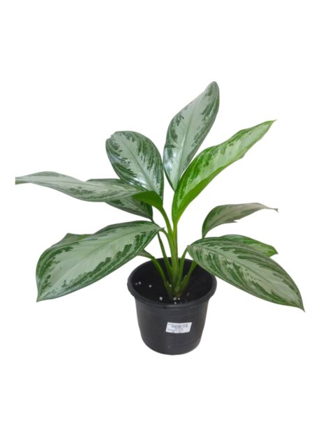 Aglaonema Silver Bay 70cm