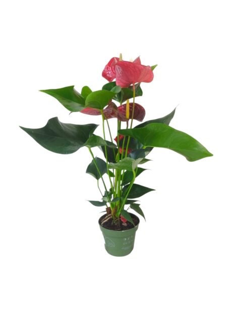 Anthurium Arisa Red 45cm