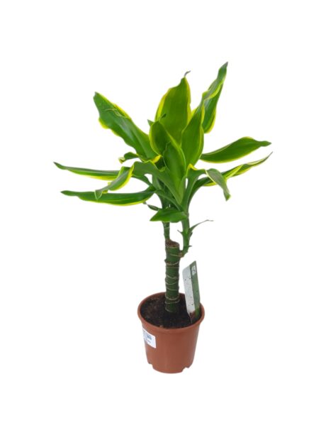 Dracaena Mixed Varieties 45cm