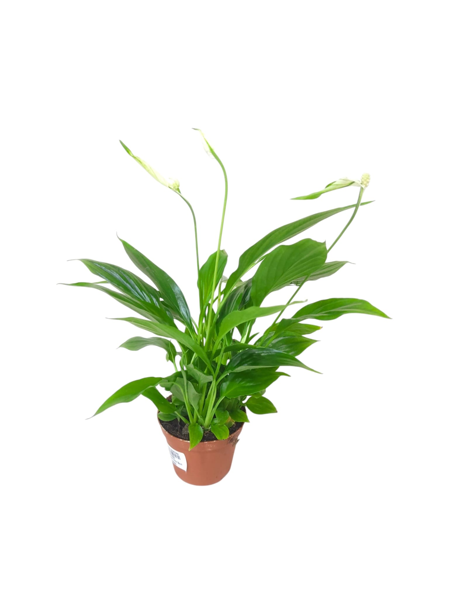 Spathiphyllum 30cm