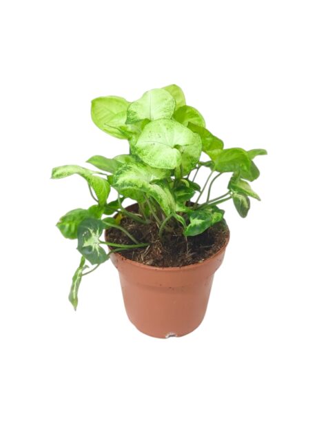 Syngonium Pixie 25cm