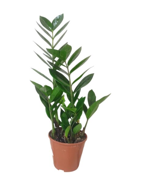 Zamioculcas Zamiifolia 50cm