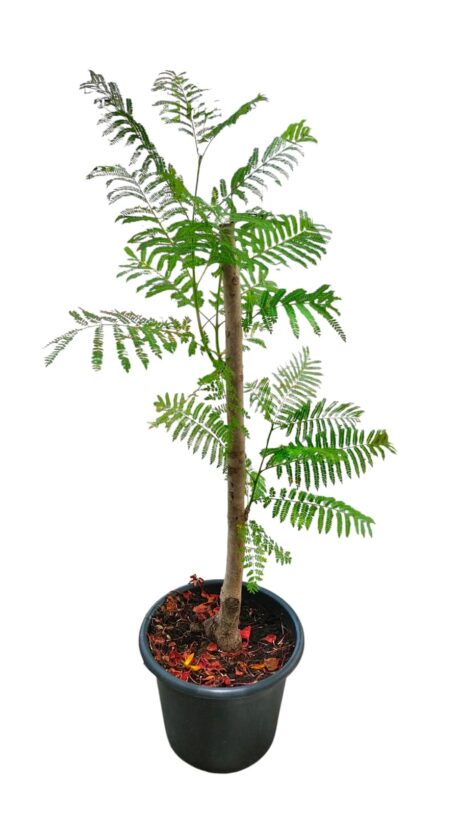 JACARANDA BLUE 100CM TO 140CM