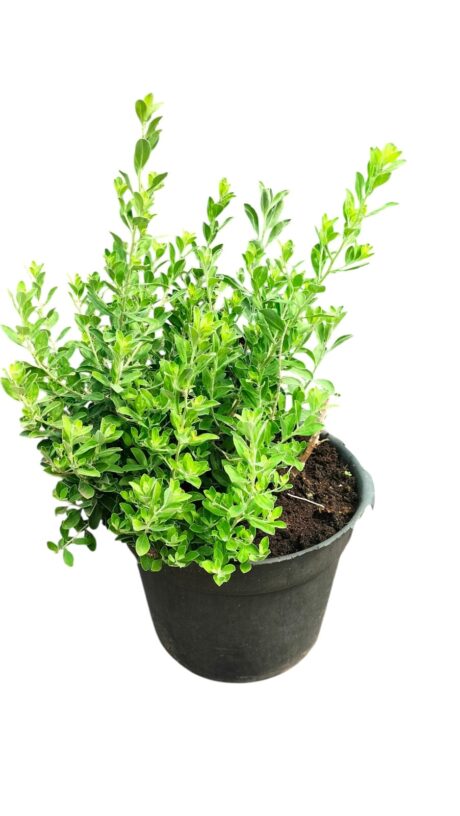 LEUCOPHYLLUM FRUTESCENS 50CM