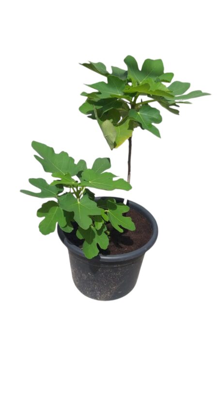 FIGS YELLOW EGYPTIAN 40-50CM
