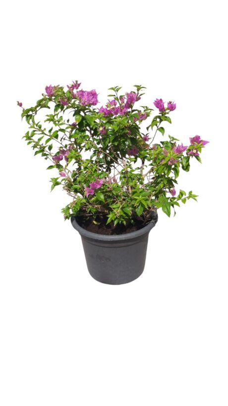 BOUGAINVILLEA ALEXANDRA 50-60CM