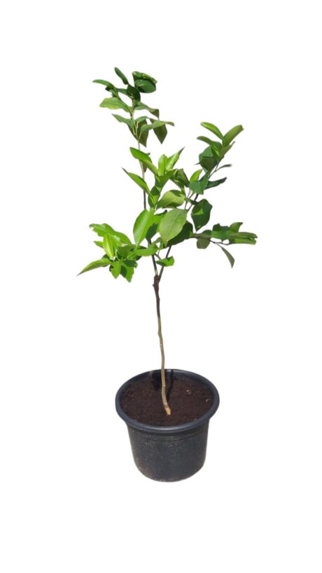 LEMON 90CM-1MTR