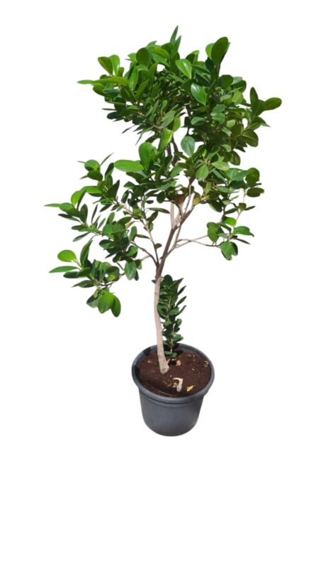 FICUS PANDA 2MTR-2.5MTR