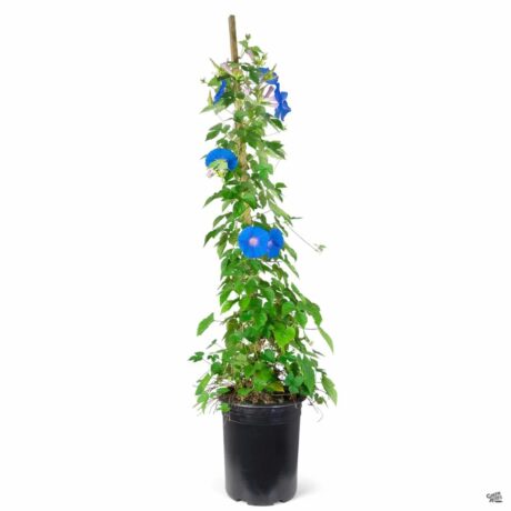 MORNING GLORY ( IPOMOEA) 100CM-200CM