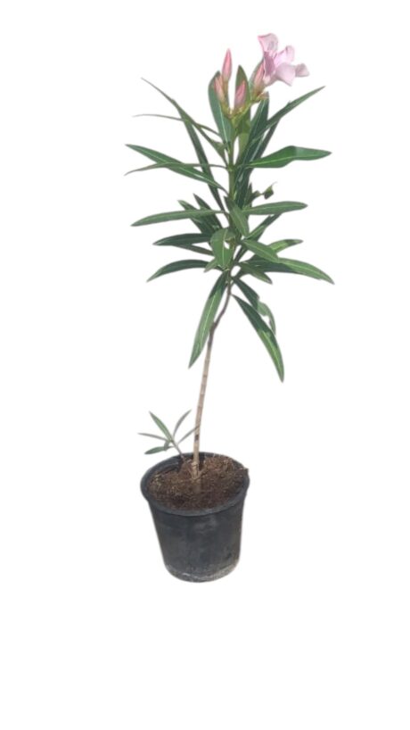 NERIUM OLEANDER DWARF 40CM