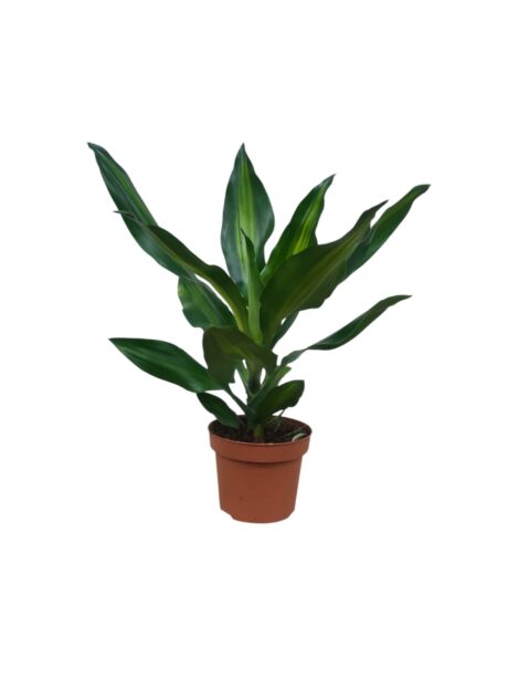 Dracaena cintho 35cm