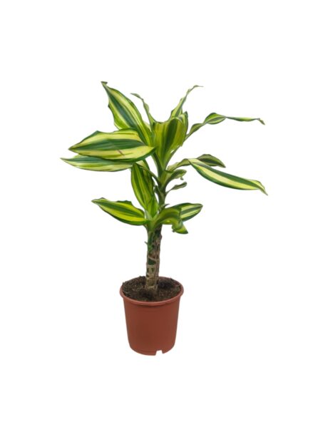 Dracaena Golden Coast 40cm