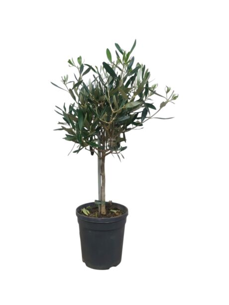 Olea Europea P15 Stem 55cm
