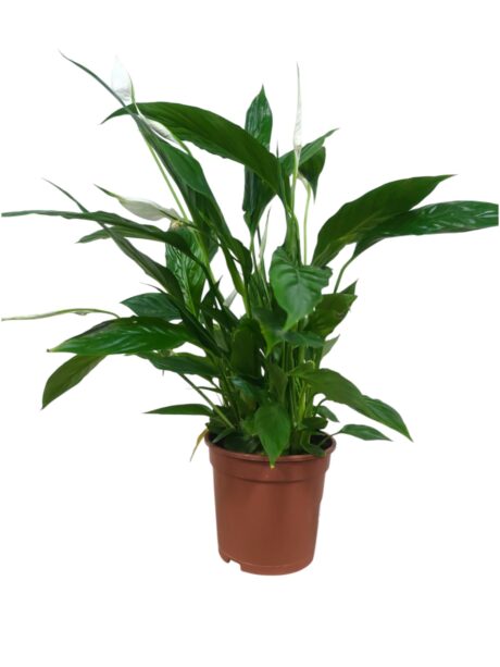 Spathiphyllum Sweet Chico 70cm