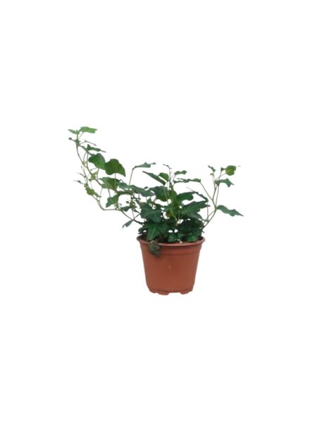 Hedera Helix Wonder 20cm