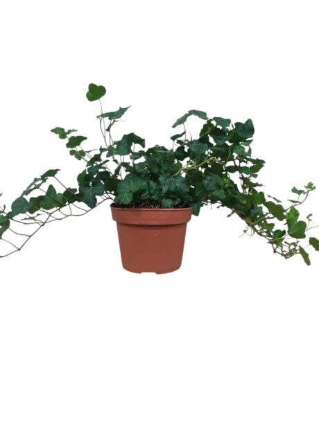 Hedera Helix Wonder 50cm