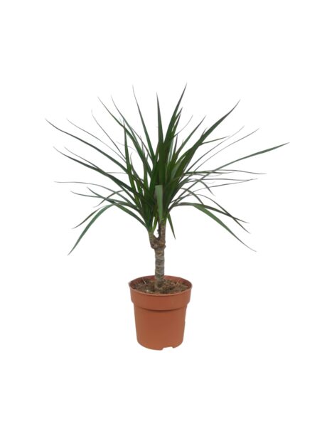 Dracaena Marginata 45cm