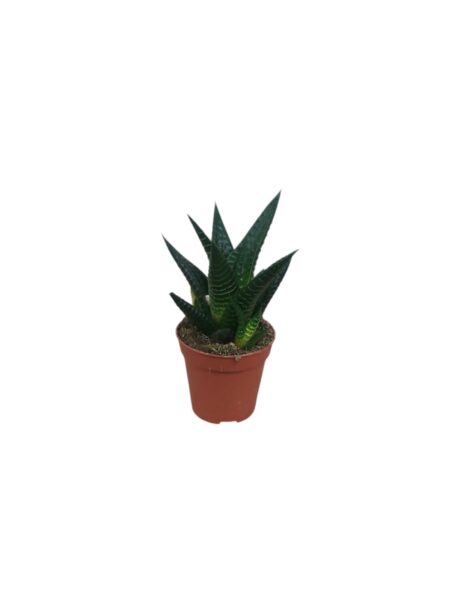 Aloe Haworthia Mixed 10cm