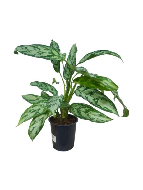 Agloanema Silver Queen 40cm