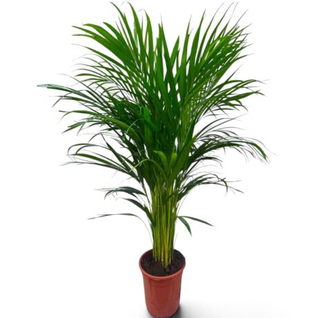 Arecca Palm 100cm