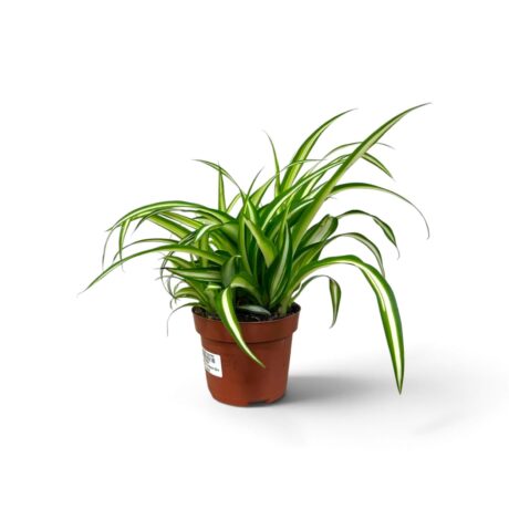 Chlorophythum Variegatum 30cm