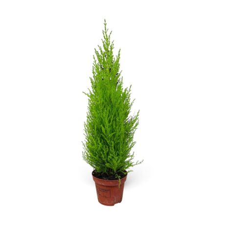 Cupressus Macr. Goldcrest Wilma 40cm