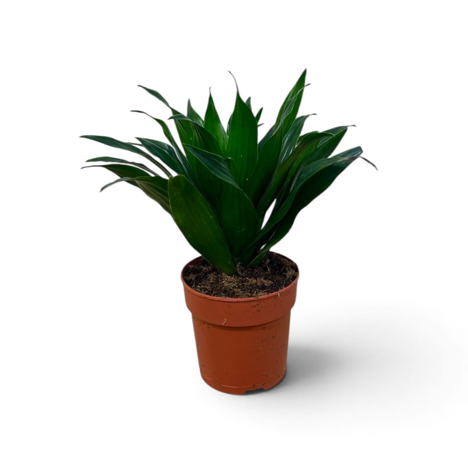 Dracaena Compacta 25cm