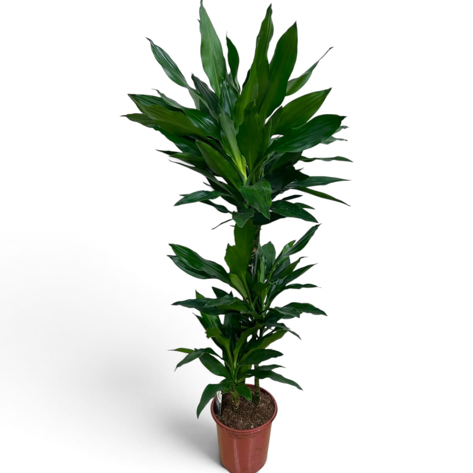 Dracaena Janet Lind 120cm