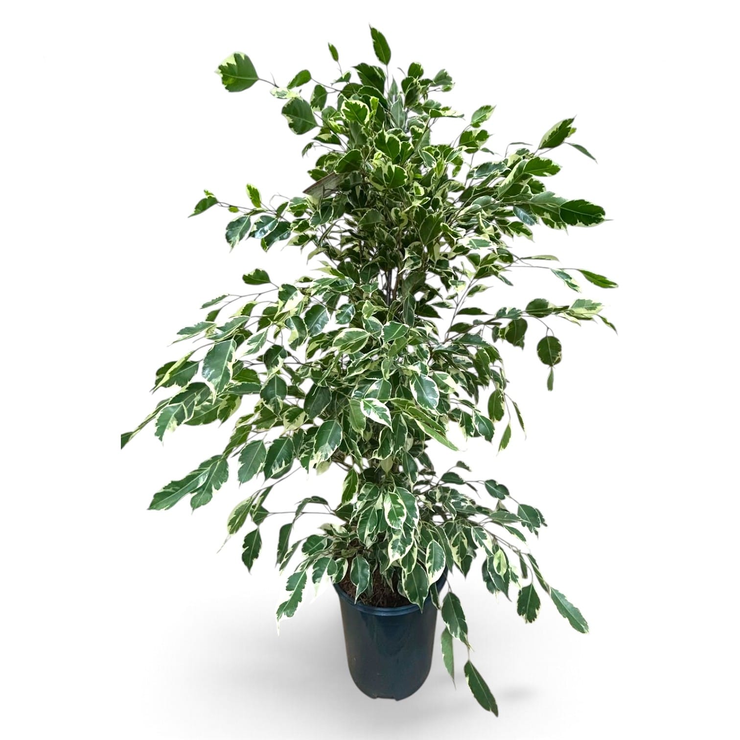 Ficus benj twilight 105cm