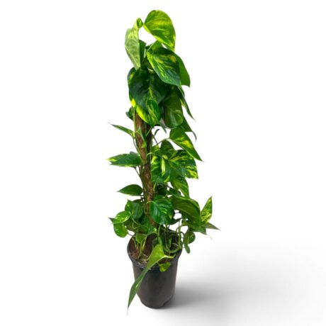 Scindapsus Pinn. Mosstick 80cm