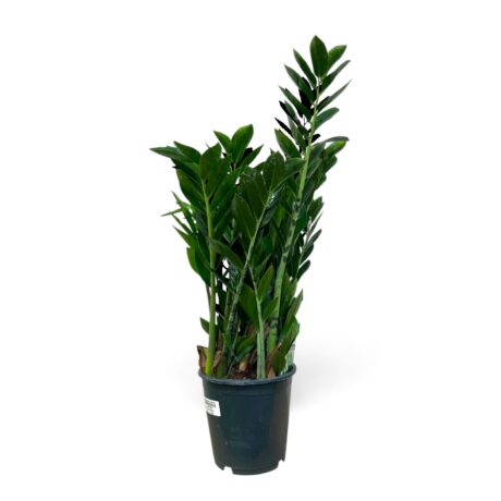 Zamioculcas Zamiifolia 60cm